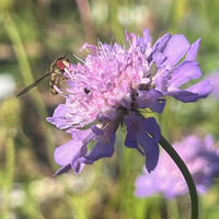 Scabiosa columbaria